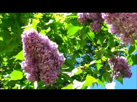 Праздник "Солнечногорская сирень-2018"