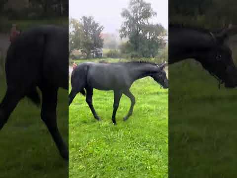 “Thriller” Premium Westfalen colt Total Hope/Hohenstein b.May 30, 2023