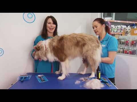 Grooming tips for dogs with double coats - Expert Advice | S3 Ep 8 | Pooches at Play