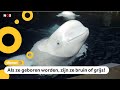 Twee witte dolfijnen vrijgelaten in IJsland