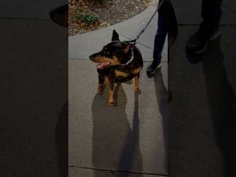 She is a very good girl 🐕🐕