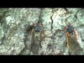 Cicada sheds skin