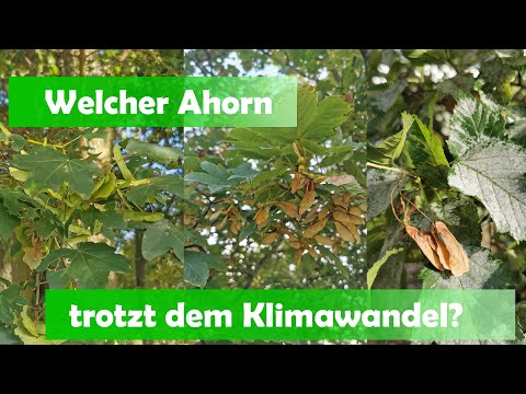 Ich suche den richtigen Ahorn für mein Grundstück