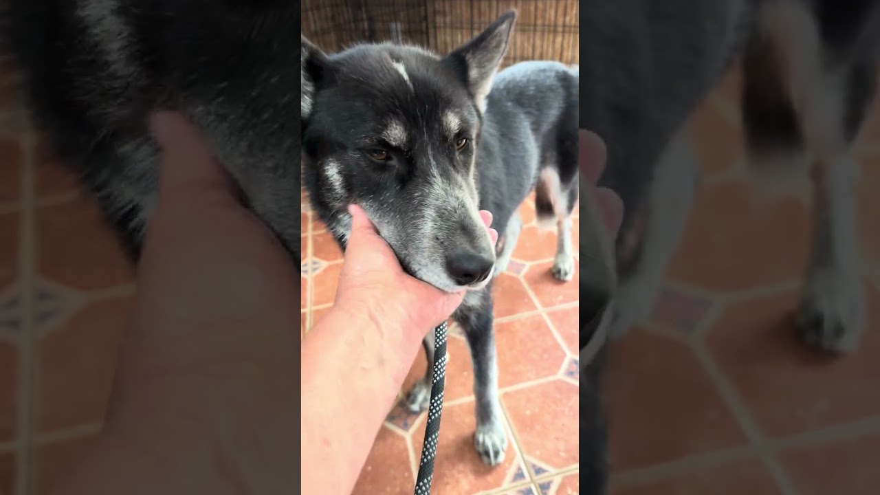 Enlarge Nymeria, an adopted mixed breed in Greeneville, TN video 6/6
