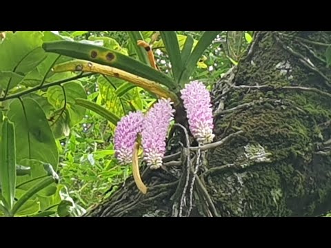Beautiful wild Orchid