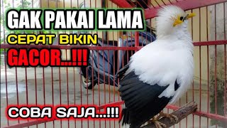 Download lagu pancingan jalak putih biar gacor dan rajin bunyi pagi - siang - sore - malam mp3 Download lagu pancingan jalak putih biar gacor dan rajin bunyi pagi - siang - sore - malam mp3