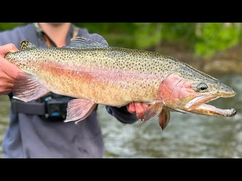 Epic Day Fly Fishing in Hawke’s Bay Backcountry Rivers (NZ)