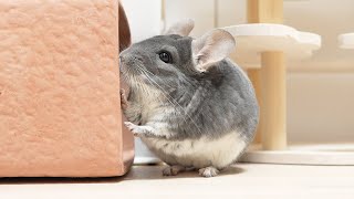 視聴者様に嬉しいご報告があります！