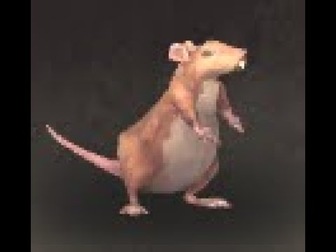 Eastern Kingdoms Safari: Wharf Rat Battle Pet, The Cape of Stranglethorn, WoW Retail