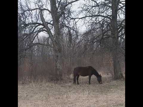 Reîntalinire cu caii sălbatici din Munții Aninei!
