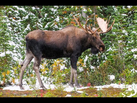 Orignal sur le call - Les 6 meilleurs appels (1 de 6)