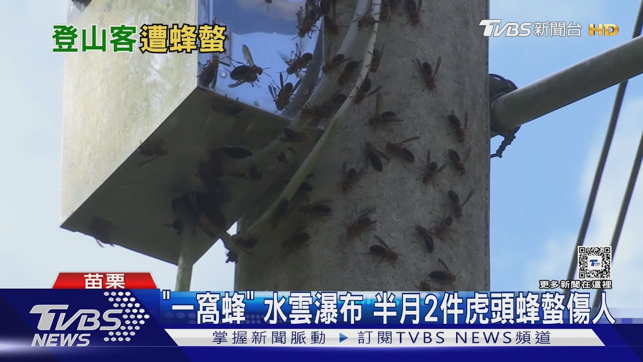 還沒到虎山　先被虎頭蜂叮10針119送醫