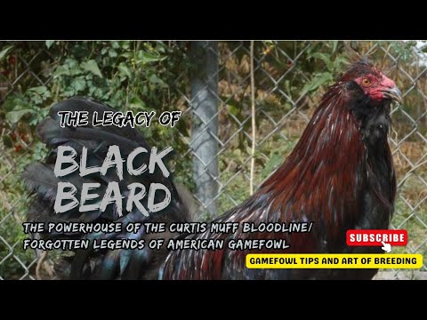 BLACK BEARD - The Powerhouse of the Curtis Muff Bloodline | Forgotten Legends of Gamefowl History