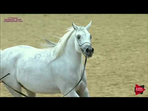 N.276 FARONA - 21st Qatar National 2018 - Mares 7 to 10 Years Old (Class 10)