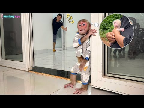 Kyo is sad and misses the baby monkey all night – Dad was so worried!