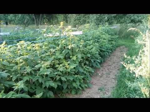 Malinjak napreduje,čeka se juli