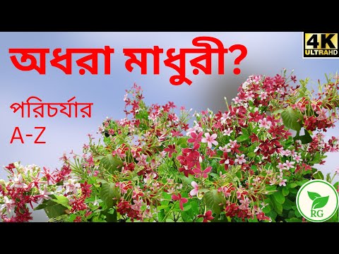 Magical Madhurilata: How to Grow the Secret Behind | কোন খাবারে গাছভরা মাধুরীলতা ফুল @RAJGardens