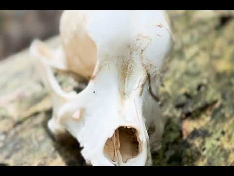 007 Dice x CaliDaDreamer - Feel The Same (Music Video)