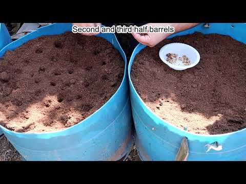Sowing Mandrake Seeds To Grow Mandrake Roots (Mandragora officinarum)