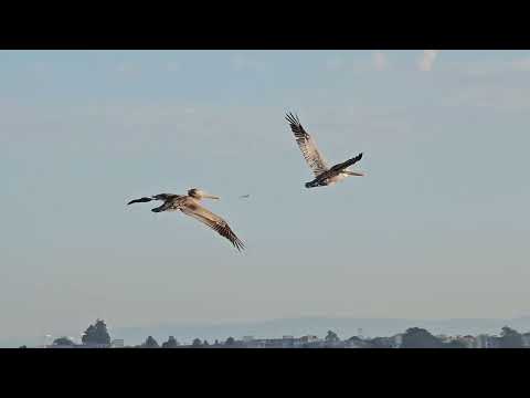 California Coast : Alaxulapuwa and Oohl - 1. Pacifica and Berkeley Marina