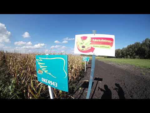 Dekalb DKC4943 kukorica vetőmag KukoricaVetőmag.hu Kft. 2017