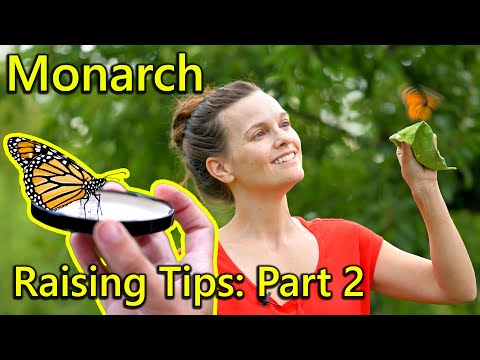 Hatch and Raise Monarch Butterflies – tips and troubleshooting