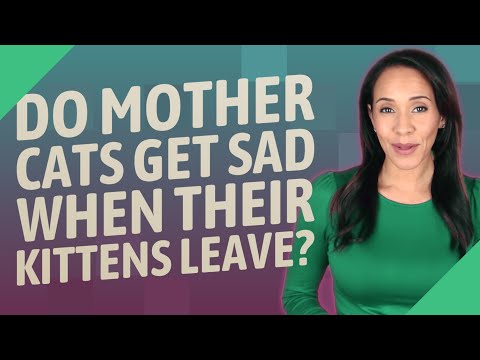 Do mother cats get sad when their kittens leave?