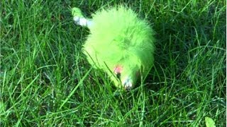 BABIBOU "Une souris verte" (comptine la souris verte)