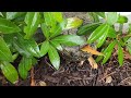 Eliminating a Bald-Faced Hornets Nest in Little Egg Harbor, NJ