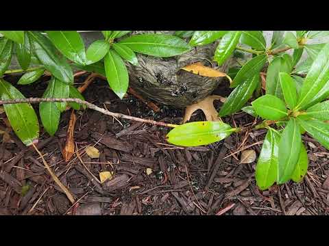 Eliminating a Bald-Faced Hornets Nest in Little Egg Harbor, NJ