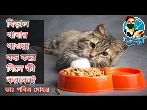 বিড়াল হঠাৎ করে খাওয়া বন্ধ করে দিলে আপনার করণীয় || Cat Not Eating Causes and Treatments