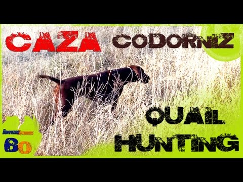 CAZA de CODORNIZ  con PERRO de MUESTRA #2 | QUAIL HUNTING with POINTING DOG #2 | 2016 | HD