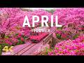 Flowers In April 4K Early Spring 2026 When Nature Blooms Cherry Blossoms Tulip Fields