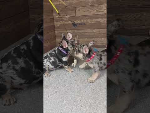 Video 6