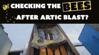 Checking Your Bees Food Reserves When It's Cold?