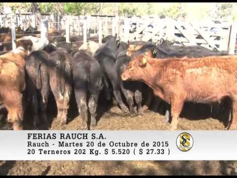 20-10-15 Venta de Machos - Ferias Rauch S.A. - Rauch.