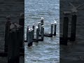 Seagull Trying To Find A Good Place To Land