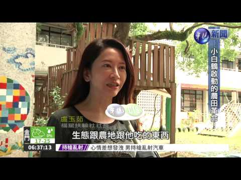 小白鶴帶動保育 金山水田復耕