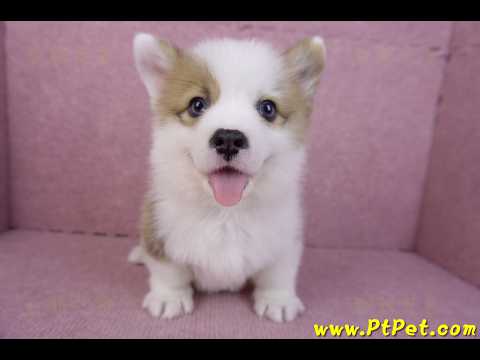 11/05雙色柯基犬公幼犬4號(台南安平)