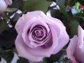 The Rose of Kildare - Bill Douglas 