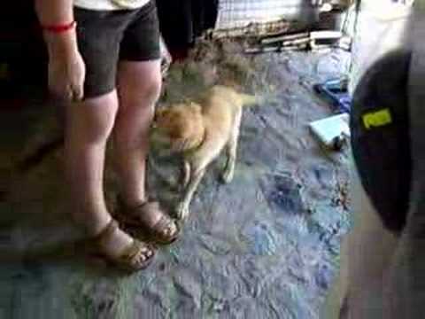 Dog likes Sandles