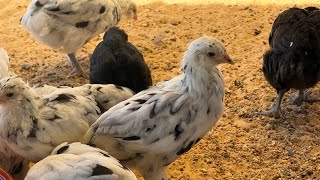 Ermine Ameraucana 4 weeks old