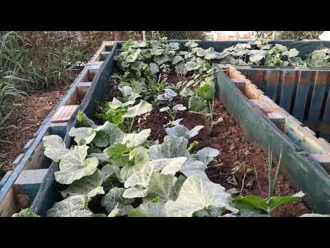 La huerta de Trilingua / Trilingua's vegetable garden