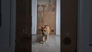 The Door 😅 #cat #challenge #pets #cats #funnycats #catchallenge