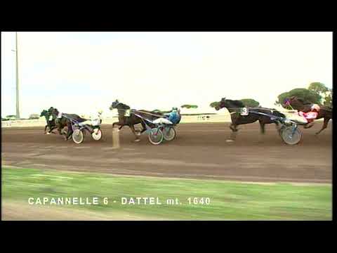 rm 20221126 06 p dattel