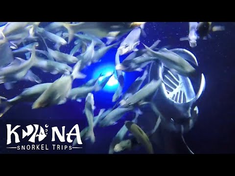 Manta Ray Swim or Kealakekua Bay Snorkeling from Kona Snorkel Trips (Up to 25% Off). 12 Options Available.  - Second Medium
