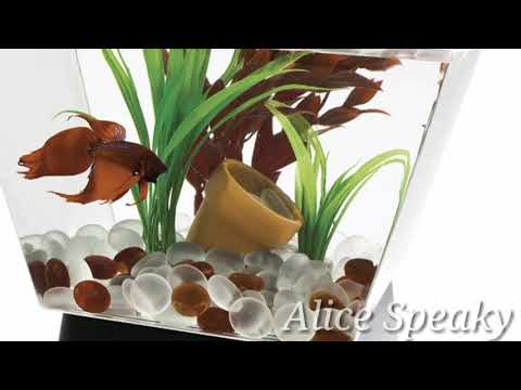 Top 19 betta fish tank idea with simple setting suitable for beginners