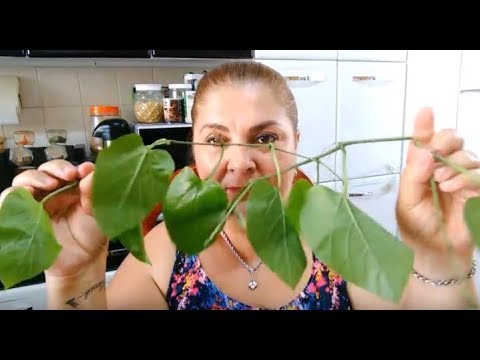 Vegetable Insulin Tea for Controlling Type 2 Diabetes and Blood Pressure