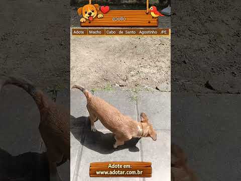 Vídeo de apollo