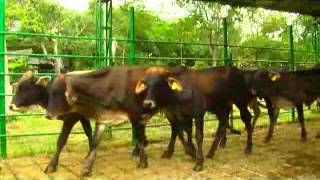 preview picture of video 'Lote 14 Machos comerciales de levante para ceba 20 animales de Puerto Boyacá remate abril 26'
